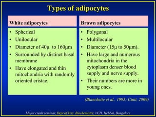 Major credit seminar, Dept of Vety. Biochemistry, VCH, Hebbal, Bangalore
Types of adipocytes
White adipocytes
• Spherical
• Unilocular
• Diameter of 40μ to 160μm
• Surrounded by distinct basal
membrane
• Have elongated and thin
mitochondria with randomly
oriented cristae.
Brown adipocytes
• Polygonal
• Multilocular
• Diameter (15μ to 50μm).
• Have large and numerous
mitochondria in the
cytoplasm denser blood
supply and nerve supply.
• Their numbers are more in
young ones.
(Blanchette et al., 1995; Cinti, 2009)
 
