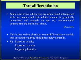 Major credit seminar, Dept of Vety. Biochemistry, VCH, Hebbal, Bangalore
• White and brown adipocytes are often found interspersed
with one another and their relative amount is genetically
determined and depends on age, sex, environmental
temperature and nutritional status.
(Cinti, 2009)
• This is due to their plasticity to transdifferentiate reversibly
into one another during biological energy demands.
• Eg. Exposure to cold;
Exposure to warm;
Pregnancy/lactation.
Transdifferentiation
 