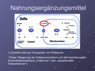 L-Carnitin wirkt als Transporter von Fettsäuren  These: Steigerung der Fettsäureoxidation und des beschleunigten Körperfettdepotabbaus („Fatburner“ oder „sensationeller Fettverbrenner“) Nahrungsergänzungsmittel 