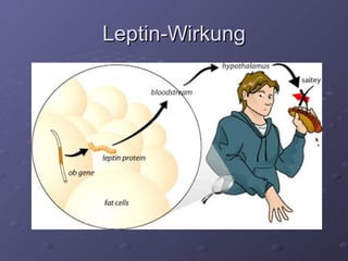 Leptin-Wirkung 