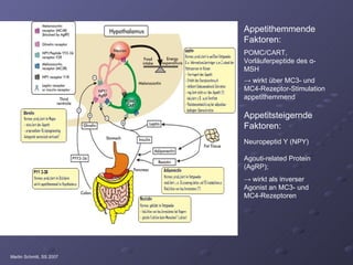 Appetithemmende Faktoren: POMC/CART, Vorläuferpeptide des  α -MSH ->  wirkt über MC3- und MC4-Rezeptor-Stimulation appetithemmend Appetitsteigernde Faktoren: Neuropeptid Y (NPY) Agouti-related Protein (AgRP); ->  wirkt als inverser Agonist an MC3- und MC4-Rezeptoren Martin Schmitt, SS 2007 