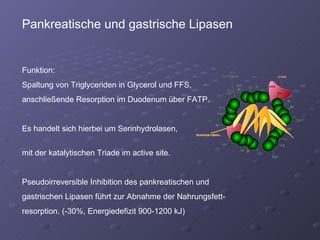 Pankreatische und gastrische Lipasen Funktion: Spaltung von Triglyceriden in Glycerol und FFS, anschließende Resorption im Duodenum über FATP. Es handelt sich hierbei um Serinhydrolasen,  mit der katalytischen Triade im active site.  Pseudoirreversible Inhibition des pankreatischen und gastrischen Lipasen führt zur Abnahme der Nahrungsfett- resorption. (-30%, Energiedefizit 900-1200 kJ) 