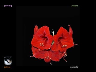 geduldig    patient




patient    paciente
 