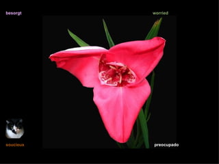 besorgt    worried




soucieux   preocupado
 