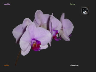 drollig   funny




drôle     divertido
 