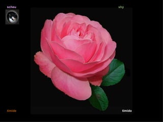 scheu    shy




timide     tímido
 