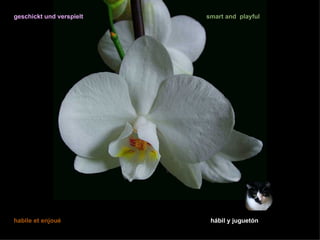 geschickt und verspielt   smart and playful




habile et enjoué           hábil y juguetón
 