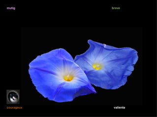 mutig       brave




courageux    valiente
 