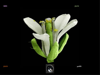 rein   pure




pure     puro
 