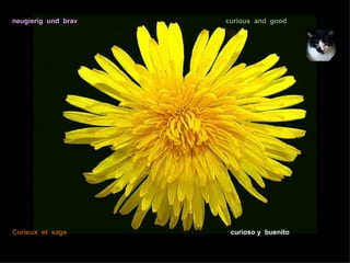 neugierig und brav   curious and good




Curieux et sage       curioso y buenito
 