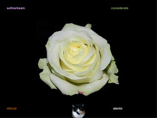 aufmerksam   considerate




délicat       atento
 