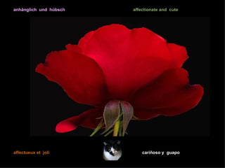 anhänglich und hübsch   affectionate and cute




affectueux et joli          cariñoso y guapo
 