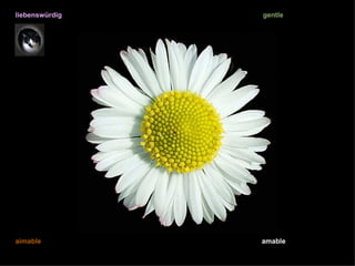 liebenswürdig   gentle




aimable         amable
 