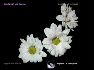 engelgleich und duldsam    angelic and indulgent




angélical et tolérant     angélico e indulgente
 
