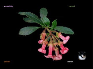vorsichtig    careful




attentif     atento
 
