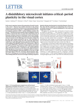 LETTER doi:10.1038/nature12485
A disinhibitory microcircuit initiates critical-period
plasticity in the visual cortex
Sandra J. Kuhlman1
{*, Nicholas D. Olivas2
*, Elaine Tring1
, Taruna Ikrar2
, Xiangmin Xu2,3
& Joshua T. Trachtenberg1
Early sensory experience instructs the maturation of neural circuitry
in the cortex1,2
. This has been studied extensively in the primary
visualcortex,inwhichlossofvisiontooneeyepermanently degrades
cortical responsiveness to that eye3,4
, a phenomenon known as ocu-
lar dominance plasticity (ODP). Cortical inhibition mediates this
process4–6
,butthepreciseroleofspecificclassesofinhibitoryneurons
in ODP is controversial. Here we report that evoked firing rates of
binocular excitatory neurons in the primary visual cortex immedi-
ately drop by half when vision is restricted to one eye, but gradually
return to normal over the following twenty-four hours, despite the
fact that vision remains restricted to one eye. This restoration of
binocular-like excitatory firing rates after monocular deprivation
resultsfroma rapid,althoughtransient,reductioninthefiringrates
of fast-spiking, parvalbumin-positive (PV) interneurons, which in
turn can be attributed to a decrease in local excitatory circuit input
onto PV interneurons. This reduction in PV-cell-evoked responses
after monocular lid suture is restricted to the critical period for
ODP and appears to be necessary for subsequent shifts in excitatory
ODP. Pharmacologically enhancing inhibition at the time of sight
deprivation blocks ODP and, conversely, pharmacogenetic reduc-
tion of PV cell firing rates can extend the critical period for ODP.
Thesefindingsdefinethemicrocircuitchangesinitiatingcompetitive
plasticity duringcritical periods ofcortical development. Moreover,
they show that the restoration of evoked firing rates of layer 2/3
pyramidal neurons by PV-specific disinhibition is a key step in the
progression of ODP.
Throughout the neocortex, form and function of neural circuitry
are shaped by experience1,2,7,8
. This sensitivity to experience is most
pronounced during adolescence, and has been studied most exten-
sivelyin the primary visualcortex3,9
, in which occluding vision through
one eye (monocular deprivation; MD) results in cortical blindness to
this eye, even after normal vision is restored3,10–12
. With the goal of
identifying the initial changes in cortical function after MD we used
loosecell-attached recordingsto isolate visuallyevoked responsesfrom
single neurons in binocular visual cortex in alert mice (Fig. 1a).
Unexpectedly, we found that visually evoked responses of excitatory
pyramidal (PYR) neurons in layer (L)2/3 1 day after contralateral MD
were roughly twice as strong as those in control mice. Evoked firing
rates to stimulation through the ipsilateral eye, which had not been
deprived,wereapproximatelytwofoldhigherthanincontrols(Fig.1b,c;
MD:2.9 6 0.4 Hz, control: 1.5 6 0.4 Hz; one-way analysis of variance
(ANOVA) P 5 0.028, followed by post-hoc comparison, Tamhane
corrected P value P 5 0.046). Indeed, firing rates evoked by monocular
viewingthroughtheopeneyeafter1dayofMDweresufficientlyincreased
*These authors contributed equally to this work.
1
Department of Neurobiology, David Geffen School of Medicine, University of California, Los Angeles, California 90048, USA. 2
Department of Anatomy and Neurobiology, University of California, Irvine,
California 92697, USA. 3
Department of Biomedical Engineering, University of California, Irvine, California 92697, USA. {Present address: Department of Biological Sciences and the Center for the Neural
Basis of Cognition, Carnegie Mellon University, Pittsburgh, Pennsylvania 15213, USA.
a b
Firingrate(Hz)
c
5
4
3
2
1
0
*
Contralateral eye
response, 1d MD
Binocular-viewing
response
Ipsilateral eye
response
Contralateral eye
response
Ipsilateral eye
response, 1d MD
*
NS
*
Bi Ipsi Contra
Control PYR
1d MD PYRTwo-photon
microscope
L2/3 L4 L5a L5b L6
0
2
4
6
8
10
EPSCamplitude(–pA)
Control PYR
1d MD PYR
f
L1
WM
e
Control PYR
–8 pA0
1d MD PYR
L2/3
L4
L5a
L6
L5b
L1
L2/3
L4
L5a
L5b
L6
d
Figure 1 | L2/3 pyramidal neuron responsiveness and local circuit
organizationis unchanged 1 day after MD. a–c, Responses of PYR neurons to
drifting gratings in alert mice. a, Cartoon of head-fixed configuration.
b, Example loose cell-attached recordings from controls (black) and after 1-day
(1d) MD (red) in response to visual stimulation (grey shading). Scale bar, 1 mV,
500ms. c, Mean firing rate at optimal orientation (binocular (bi): 10 mice,
n 5 30 cells; ipsilateral (ipsi) control: 7 mice, n 5 22 cells; ipsilateral MD:
6 mice, n 5 33 cells; contralateral (contra) control: 3 mice, n 5 9 cells;
contralateral MD: 3 mice, n 5 10 cells). d, PYR neuron recorded in binocular
V1 in an acute slice; overlaid are 163 16 LSPS stimulation locations spanning
pia to white matter. Scale bar, 200mm. e, In vitro LSPS aggregate excitatory
input maps pooled across PYR neurons. Triangles indicate soma location
(control: 4 mice, n 5 9 cells; MD: 4 mice, n 5 9 cells). f, Mean LSPS-evoked
EPSC amplitude, same cells as e. NS, not significant. *P , 0.05.
2 6 S E P T E M B E R 2 0 1 3 | V O L 5 0 1 | N A T U R E | 5 4 3
Macmillan Publishers Limited. All rights reserved©2013
 