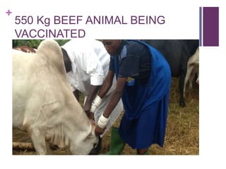 Scaling up the delivery of ITM in Tanzania through facilitation of the ITM value chain: A distributors perspective