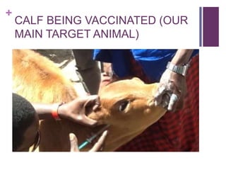 Scaling up the delivery of ITM in Tanzania through facilitation of the ITM value chain: A distributors perspective