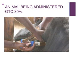 Scaling up the delivery of ITM in Tanzania through facilitation of the ITM value chain: A distributors perspective