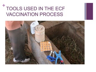 Scaling up the delivery of ITM in Tanzania through facilitation of the ITM value chain: A distributors perspective