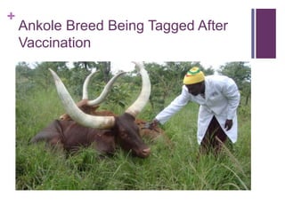 Scaling up the delivery of ITM in Tanzania through facilitation of the ITM value chain: A distributors perspective