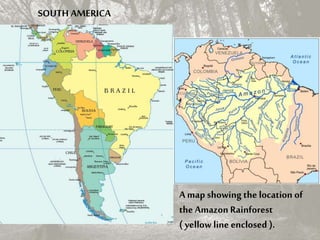 A map showing the location of
the AmazonRainforest
( yellow line enclosed ).
SOUTH AMERICA
 