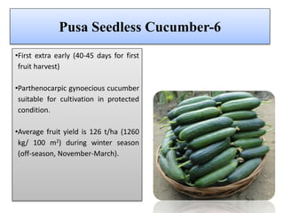 Pusa Seedless Cucumber-6
•First extra early (40-45 days for first
fruit harvest)
•Parthenocarpic gynoecious cucumber
suitable for cultivation in protected
condition.
•Average fruit yield is 126 t/ha (1260
kg/ 100 m2) during winter season
(off-season, November-March).
 