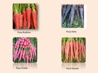 Pusa Rudhira Pusa Asita
Pusa Vrishti Pusa Vasuda
 