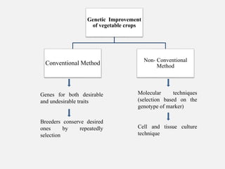 Genetic Improvement
of vegetable crops
Conventional Method Non- Conventional
Method
Genes for both desirable
and undesirable traits
Breeders conserve desired
ones by repeatedly
selection
Molecular techniques
(selection based on the
genotype of marker)
Cell and tissue culture
technique
 