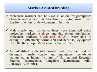 Marker Assisted breeding
 Molecular markers can be used in onion for germplasm
characterization and identification of cytoplasmic male
sterility in onion for development of hybrids
 Male sterile and maintainer lines were identified using
molecular markers in three long day onion populations.
Molecular markers, 5’cob and orfA501 were able to
distinguish effectively normal (N) and sterile (S) cytoplasm
in all the three populations (Saini et al. 2015)
 An identified molecular marker orf 725 is used to
distinguish male sterile and maintainer genotypes
maintained at Indian Institute of Horticultural Research
Station, Hesaraghatta, Bangalore (Karnataka), India.
(Dhanya et al. 2014)
 