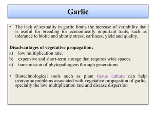 Garlic
• The lack of sexuality in garlic limits the increase of variability that
is useful for breeding for economically important traits, such as
tolerance to biotic and abiotic stress, earliness, yield and quality.
Disadvantages of vegetative propagation:
a) low multiplication rate,
b) expensive and short-term storage that requires wide spaces,
c) transmission of phytopathogens through generations
• Biotechnological tools such as plant tissue culture can help
overcome problems associated with vegetative propagation of garlic,
specially the low multiplication rate and disease dispersion
 
