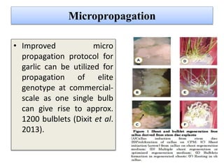 Micropropagation
• Improved micro
propagation protocol for
garlic can be utilized for
propagation of elite
genotype at commercial-
scale as one single bulb
can give rise to approx.
1200 bulblets (Dixit et al.
2013).
 