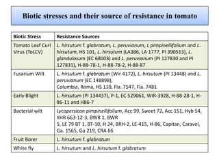 Biotic stresses and their source of resistance in tomato
Biotic Stress Resistance Sources
Tomato Leaf Curl
Virus (ToLCV)
L. hirsutum f. glabratum, L. peruvianum, L pimpinellifolium and L.
hirsutum, HS 101, L. hirsutum (LA386, LA 1777, PI 390513), L.
glandulosum (EC 68003) and L. peruvianum (PI 127830 and PI
127831), H-88-78-1, H-88-78-2, H-88-87
Fusarium Wilt L. hirsutum f. glabratum (Wir 4172), L. hirsutum (PI 13448) and L.
peruvianum (EC 148898),
Columbia, Roma, HS 110, Fla. 7547, Fla. 7481
Early Blight L. hirsutum (PI 134437), P-1, EC 529061, WIR-3928, H-88-28-1, H-
86-11 and H86-7
Bacterial wilt Lycopersicon pimpinellifolium, Acc 99, Sweet 72, Acc 151, Hyb 54,
IIHR 663-12-3, BWR 1, BWR
5, LE 79 BT 1, BT-10, H 24, BRH-2, LE-415, H-86, Capitan, Caravel,
Ga. 1565, Ga 219, CRA 66
Fruit Borer L. hirsutum f. glabratum
White fly L. hirsutum and L. hirsutum f. glabratum
 