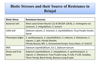 Biotic Stresses and their Source of Resistance in
Brinjal
Biotic Stress Resistance Sources
Bacterial wilt West coast Green Round 112-8 (WCGR 128-8), S. melongena var.
incanum, S. integrifolium, S. torvum
Little leaf Solanum viarum, S. incanum, S. sisymbrifolium, Pusa Purple Cluster,
Katrai
Phomopsis blight S. xanthocarpum, S. sisymbrifolium, S. indicum, S. khasianum, S.
nigram, S. gilo, Florida Market,
Florida Beauty, BPL-1, Ornamental brinjal, Pusa Uttam, IC-316237
RKN Solanum sisymbrifolium, Co-1, Solanum torvum
Shoot and fruit
borer
Solanum sisymbrifolium, S. integrifolium, S. xanthoranpum, S.
nigrum, S. khasianum, Pusa Purple Long, H-128, H-129, Azcabey,
Thorn Pendy, Black Pendy, Banaras Long Purple.
 