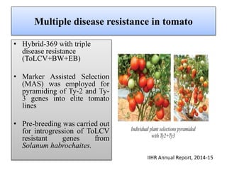 Multiple disease resistance in tomato
• Hybrid-369 with triple
disease resistance
(ToLCV+BW+EB)
• Marker Assisted Selection
(MAS) was employed for
pyramiding of Ty-2 and Ty-
3 genes into elite tomato
lines
• Pre-breeding was carried out
for introgression of ToLCV
resistant genes from
Solanum habrochaites.
IIHR Annual Report, 2014-15
 