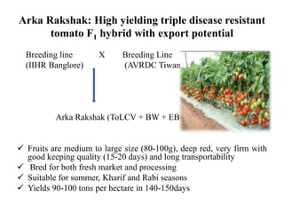 Arka Rakshak: High yielding triple disease resistant
tomato F1 hybrid with export potential
Breeding line X Breeding Line
(IIHR Banglore) (AVRDC Tiwan)
Arka Rakshak (ToLCV + BW + EB )
 Fruits are medium to large size (80-100g), deep red, very firm with
good keeping quality (15-20 days) and long transportability
 Bred for both fresh market and processing
 Suitable for summer, Kharif and Rabi seasons
 Yields 90-100 tons per hectare in 140-150days
 