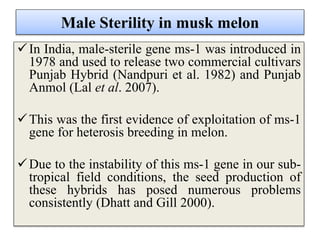 Male Sterility in musk melon
In India, male-sterile gene ms-1 was introduced in
1978 and used to release two commercial cultivars
Punjab Hybrid (Nandpuri et al. 1982) and Punjab
Anmol (Lal et al. 2007).
This was the first evidence of exploitation of ms-1
gene for heterosis breeding in melon.
Due to the instability of this ms-1 gene in our sub-
tropical field conditions, the seed production of
these hybrids has posed numerous problems
consistently (Dhatt and Gill 2000).
 