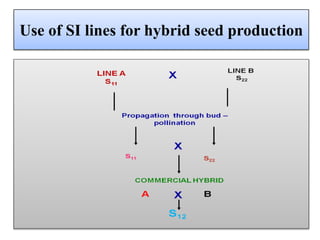 Use of SI lines for hybrid seed production
 