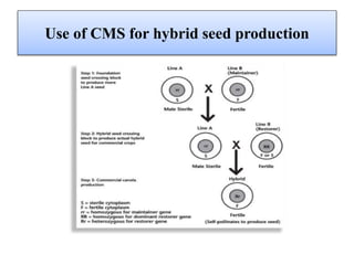 Use of CMS for hybrid seed production
 