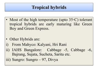 Tropical hybrids
• Most of the high temperature (upto 35◦C) tolerant
tropical hybrids are early maturing like Green
Boy and Green Express.
• Other Hybrids are:
i) From Mahyco: Kalyani, Hri Rani
ii) IAHS Bangalore: Cabbage -5, Cabbage -6,
Bajrang, Sujata, Sucheta, Sarita etc.
iii) Sungro: Sungro – 97, Divya
 