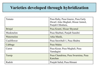 Varieties developed through hybridization
Tomato Pusa Ruby, Pusa Gaurav, Pusa Early
Dwarf, Arka Meghali, Hissar Anmol,
Punjab Chhuhara,
Brinjal Pusa Kranti, Hissar Shyamal
Muskmelon Pusa Sharbati, Punjab Sunehri
Watermelon Arka Manik,
Cauliflower Pusa Snowball-1, Pusa Shubra
Cabbage Pusa Mukta
Carrot Pusa Kesar, Pusa Meghali, Pusa
Yamdagini
Turnip Pusa Chandrima, Pusa Swarnima, Pusa
Kanchan
Radish Punjab Safed, Pusa Himani
 