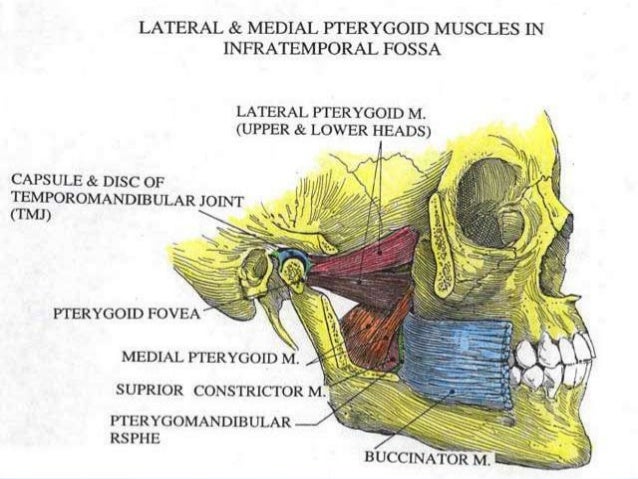 muscles of mastication