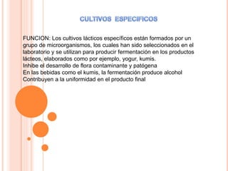 FUNCION: Los cultivos lácticos específicos están formados por un
grupo de microorganismos, los cuales han sido seleccionados en el
laboratorio y se utilizan para producir fermentación en los productos
lácteos, elaborados como por ejemplo, yogur, kumis.
Inhibe el desarrollo de flora contaminante y patógena
En las bebidas como el kumis, la fermentación produce alcohol
Contribuyen a la uniformidad en el producto final
 