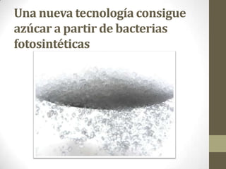Una nueva tecnología consigue
azúcar a partir de bacterias
fotosintéticas
 