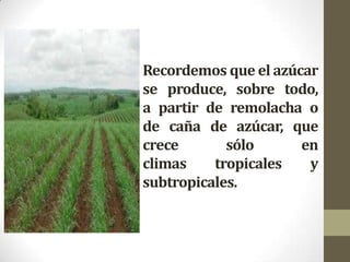 Recordemos que el azúcar
se produce, sobre todo,
a partir de remolacha o
de caña de azúcar, que
crece       sólo      en
climas    tropicales   y
subtropicales.
 