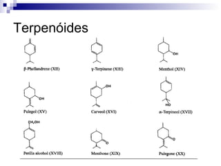 Terpenóides 