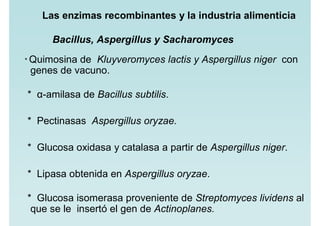 Las enzimas recombinantes y la industria alimenticia
Bacillus, Aspergillus y Sacharomyces
* Quimosina de Kluyveromyces lactis y Aspergillus niger con
genes de vacuno.
* α-amilasa de Bacillus subtilis.
* Pectinasas Aspergillus oryzae.
* Glucosa oxidasa y catalasa a partir de Aspergillus niger.
* Lipasa obtenida en Aspergillus oryzae.
* Glucosa isomerasa proveniente de Streptomyces lividens al
que se le insertó el gen de Actinoplanes.
 