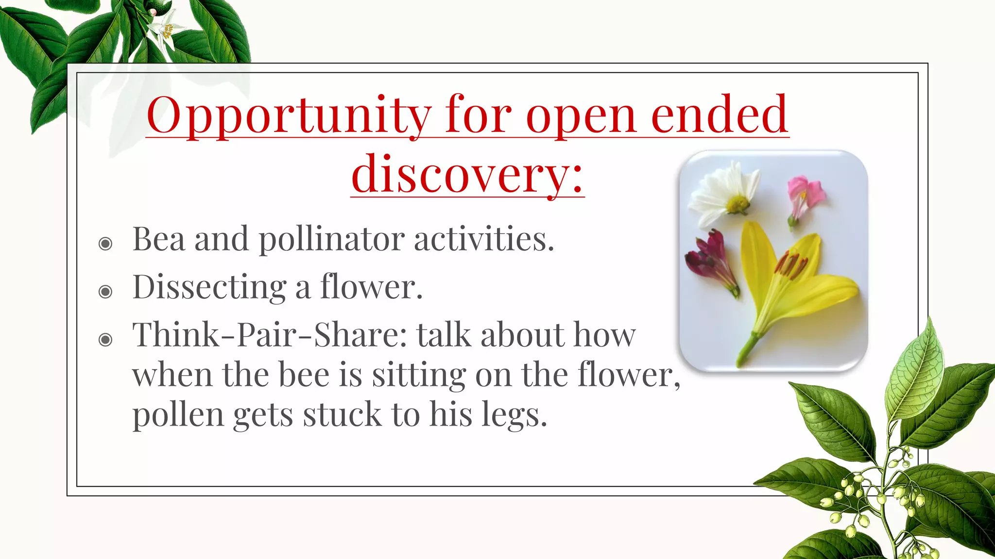 Opportunity for open ended
discovery:
◉ Bea and pollinator activities.
◉ Dissecting a flower.
◉ Think-Pair-Share: talk about how
when the bee is sitting on the flower,
pollen gets stuck to his legs.
 