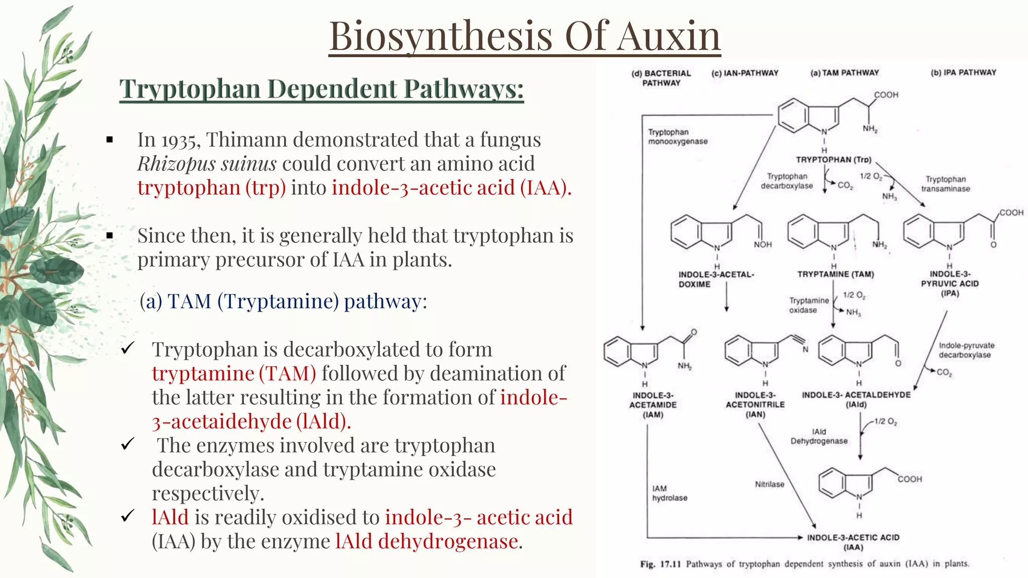 AUXIN BIOSYNTHESIS & FUNCTION | PDF