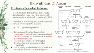 Biosynthesis Of Auxin
▪ In 1935, Thimann demonstrated that a fungus
Rhizopus suinus could convert an amino acid
tryptophan (trp) into indole-3-acetic acid (IAA).
▪ Since then, it is generally held that tryptophan is
primary precursor of IAA in plants.
(a) TAM (Tryptamine) pathway:
✓ Tryptophan is decarboxylated to form
tryptamine (TAM) followed by deamination of
the latter resulting in the formation of indole-
3-acetaidehyde (lAld).
✓ The enzymes involved are tryptophan
decarboxylase and tryptamine oxidase
respectively.
✓ lAld is readily oxidised to indole-3- acetic acid
(IAA) by the enzyme lAld dehydrogenase.
 
